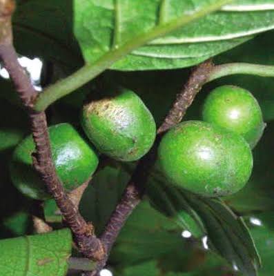 Pygeum Africanum